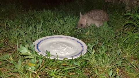 The hedgehog eats the bait - sour cream on a plate. night shooting. Stock Footage 221564584