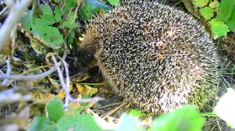 Hedgehog eats a bird in the wild Stock Footage 62829599
