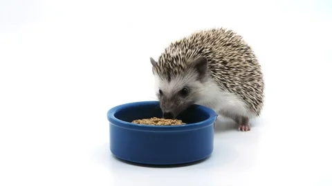 Hedgehog eats from a bowl Stock-Footage 105461592