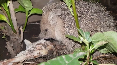 A hedgehog eats a chicken leg at night. close-up. real time Stock Footage 200702609