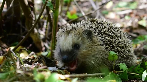 Hedgehog eats Stock Footage 112922202