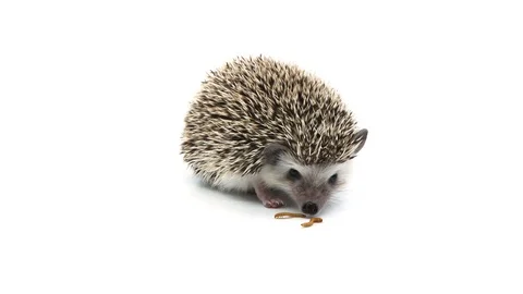 Hedgehog eats mealworms Stock Footage 105460940