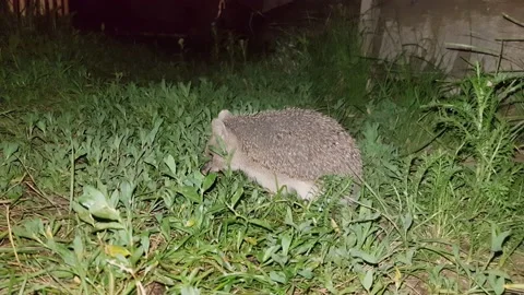 Hedgehog eats. night shooting. a nocturnal animal. wildlife. Stock Footage 221564486