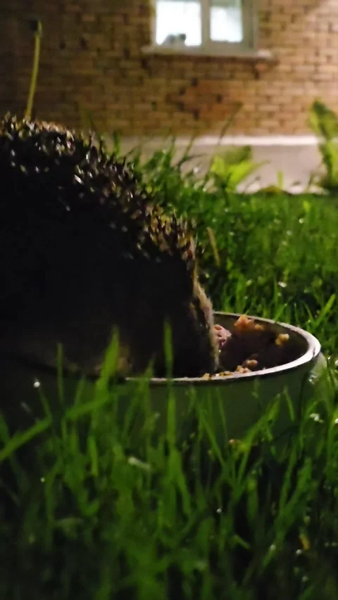 Hedgehog eats porridge Stock Footage 309094842