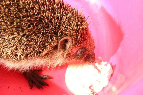 The hedgehog eats the sausage Stock Photos