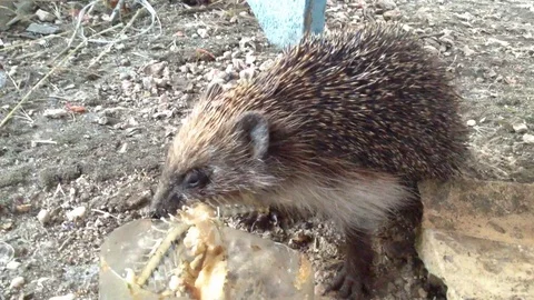Hedgehog Erinaceidae eating Fish meat from a bowl in the village Close Up 3 Stock Footage 121280153