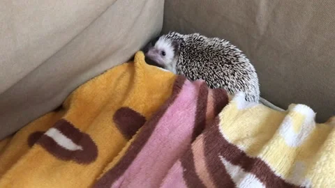 Hedgehog explores sofa Stock Footage 160673001