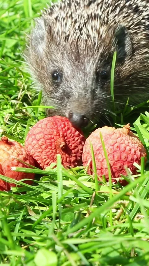 Hedgehog exploring and eating lychee fruits on grass Stock Footage 320403504