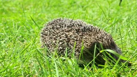 Hedgehog exploring grassy field on summer day Stock Footage 321926293