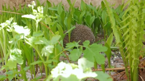 Hedgehog In Flowers Stock Footage 130571985