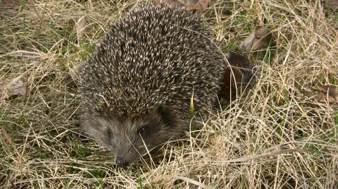 Hedgehog Video stock 362546