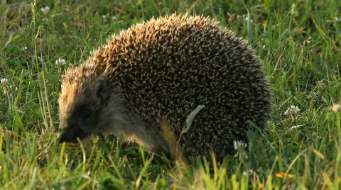 Hedgehog Video stock 838491