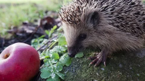 Hedgehog 스톡 동영상 10593457