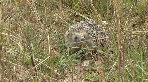 Hedgehog Stock Footage 18185217
