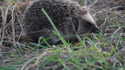 Hedgehog Video stock 32272500