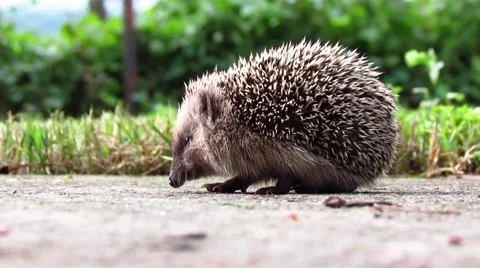 Hedgehog Stock Footage 45970812