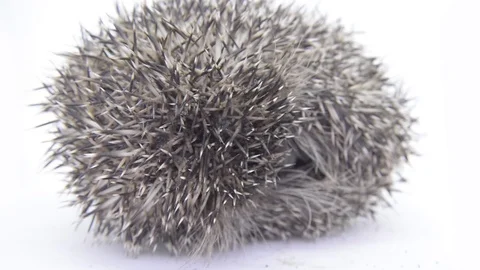 Hedgehog Stock Footage 81022357