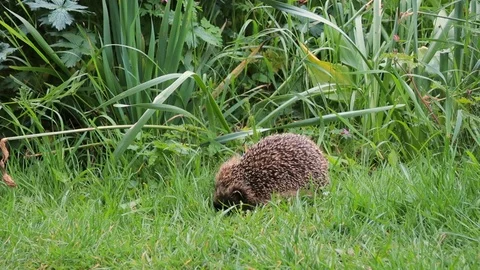 Hedgehog Stock Footage 108169004
