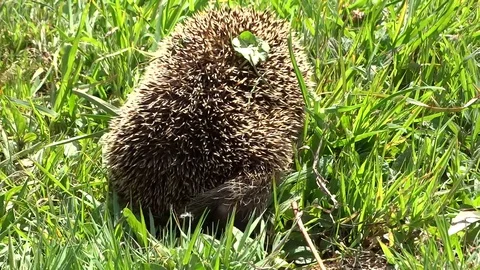 Hedgehog Stock Footage 128545693