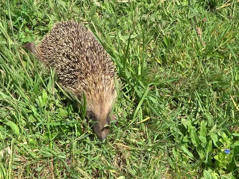 Hedgehog Stock Footage 128545699