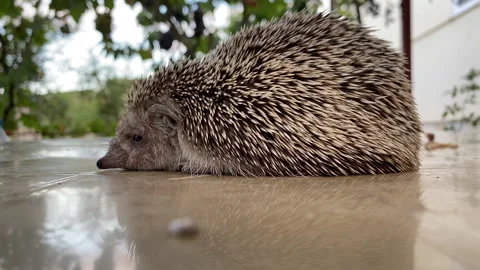 Hedgehog Stock Footage 137521428
