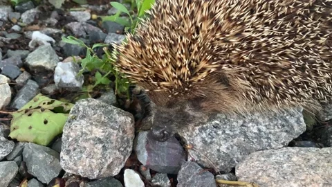 Hedgehog Stock Footage 155951413