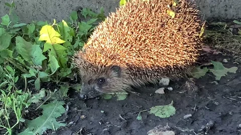 Hedgehog Stock Footage 155951424