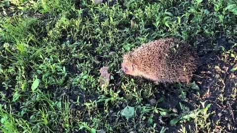 Hedgehog Stock Footage