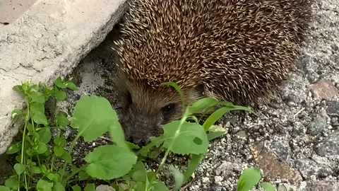 Hedgehog Stock Footage 156815619