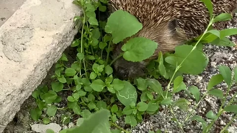 Hedgehog Stock Footage 156815630