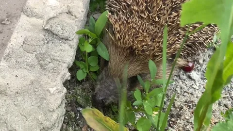 Hedgehog Stock Footage 156815633