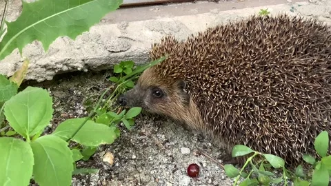Hedgehog Stock Footage 156815651