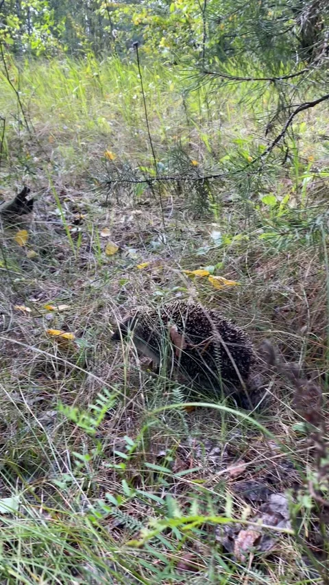 Hedgehog Stock Footage 160914280