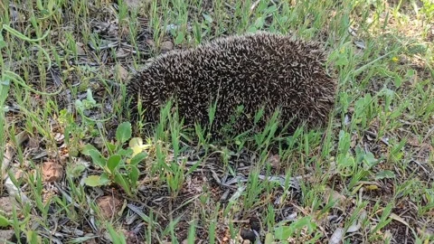 The  Hedgehog Stock Footage 164575006
