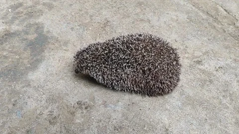 The  Hedgehog Stock Footage 164575065