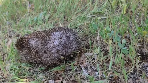 The  Hedgehog Stock Footage 164575067