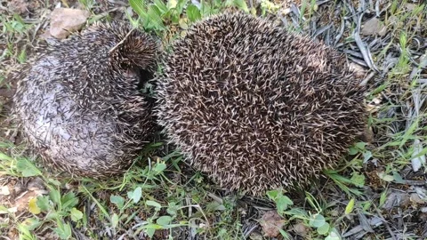 The  Hedgehog Stock Footage 164575185