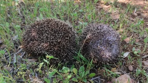 The  Hedgehog Stock Footage 164575194