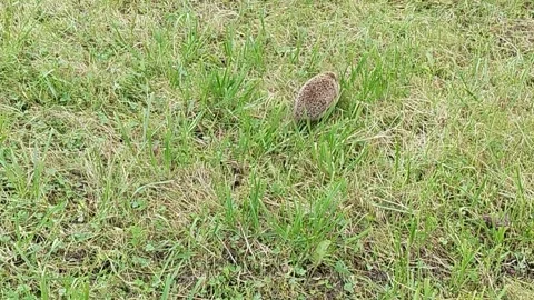 Hedgehog forages through green grass in a natural setting, moving steadily Stock Footage 332140494