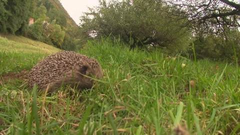 Hedgehog foraging among fallen fruit in grass (close up) Stock Footage 314896429