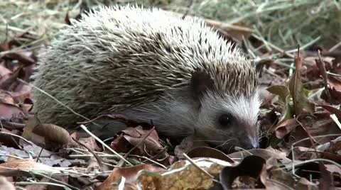 Hedgehog foraging in leaf litter Stock Footage 21877380