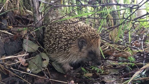 Hedgehog in the forest Stock Footage 125706797