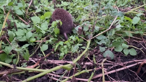 Hedgehog in the forest Stock Footage 247668186