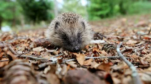 Hedgehog on a forest litter Stock Footage 10914027