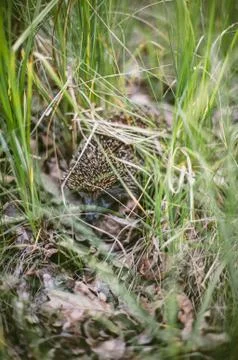 Hedgehog in the forest Stock Photos