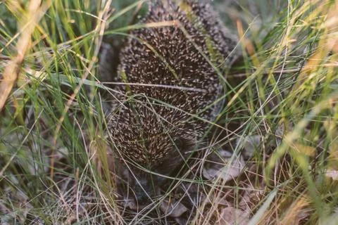 Hedgehog in the forest Stock Photos