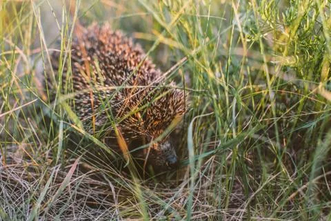 Hedgehog in the forest Stock Photos