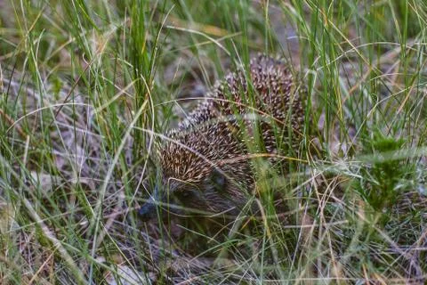 Hedgehog in the forest Stock Photos