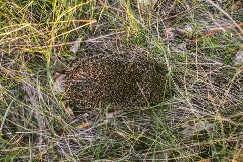 Hedgehog in the forest Stock Photos