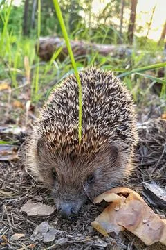 Hedgehog in the forest Stock Photos